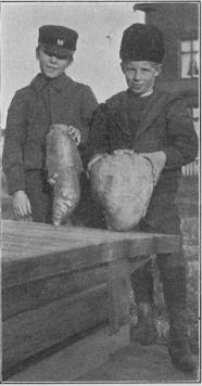 Fig 0. En bortfelderrofva och en pommersk rofva, från Norrbotten. Fig 0. En bortfelderrofva och en pommersk rofva, från Norrbotten.