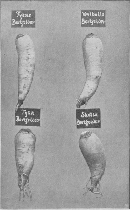Fig. 6. Bortfelderrofvor.<bFyens Bortfelder                Weibulls Bortfelder<bTysk Bortfelder                Skotsk Bortfelder