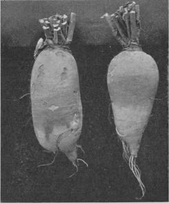 Fig. 8. Rofvor.<bGul Tankard.