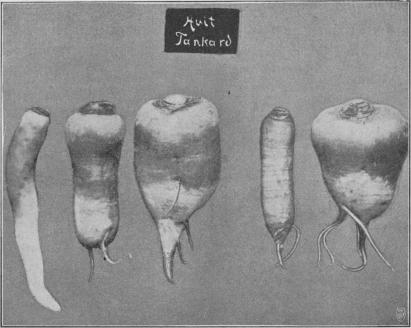 Fig. 9 Rofvor.<bUtländskt frö, såldt under namn af Hvit Tankard, lemnade rofvor af ofvanstående<butseende. Köp endast frö från välkända, större fröfirmor!.<bHvit Tankard