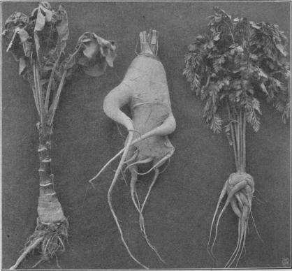 Stocklöpare<bhos kålrot.<b<b»Fingrar och tår»<bhos rofva och morot.<b<bFig. 10. Stocklöpning hos kålrot inträffar i större utsträckning vissa år, men kan äfven bero<bpå frö af dålig stam. Så är äfven fallet med »fingerbildning».