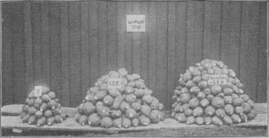 Fig. 11. Gödslingsförsök till kålrötter, Ljungbytorp i Bohuslän.<bSkörd från rutor på <smal<su1</su</smal/<smal<su2</su</smal ar.