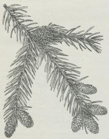 Fig. 1. Rødgran, Sidegren med nysudviklede<bHanblomster paa det fjorgamle Skud. Paa den lille Kvist<bforoven til højre en Galle, fremkaldt af Bladlusen<bChermes abietis.