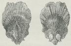 Fig. 5. Rødgran, Kogleskæl<bset udvendig og indvendig<bfra; det første viser det<blille, tandede Dækskæl, som<bikke udvikles videre; det<bandet viser de to nøgne Æg<bmed nedadvendt Aabning<bog begyndende Frøvinge.