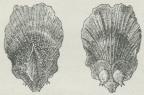 Fig. 5. Rødgran, Kogleskæl<bset udvendig og indvendig<bfra; det første viser det<blille, tandede Dækskæl, som<bikke udvikles videre; det<bandet viser de to nøgne Æg<bmed nedadvendt Aabning<bog begyndende Frøvinge.