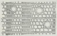 Fig. 7 Rødgran, Ved i Tværsnit, stærkt forstørret.<bBilledet viser to hele Aarringe og lidt af de to<btilstødende. De vide Celler er dannede om Foraaret,<bde snævre senere paa Sommeren; de store runde<bAabninger er Harpikskanaler, indvendig klædt med<bSmaaceller; de vandrette Striber er Marvstraaler. —<bVeddet hidrører fra et Træ, som paa Grund af<bdaarlig Ernæring har dannet meget smalle Aarringe med<bforholdsvis faa Celler i hver.