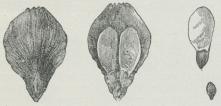 Fig. 9. Rødgran, Kogleskæl set udvendig og<bindvendig fra, visende henholdsvis det lille Dækskæl og de<bmodne Frø. — Frø med og uden Vinge.