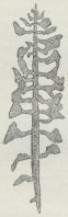 Fig. 1, 2, 3, 4.<b1. Diplograptus med Kønskapsler. — 2. Monograptus.<b— 3. Didyniograptus. — 4. Diplograptus.