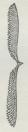 Fig. 6. Coenograpust.