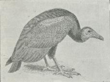 Fig. 2. Ravnegrib (Cathartes urubu).
