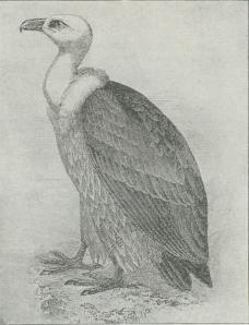 Fig. 3. Gaasegrib (Gyps fulvus).
