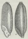 Fig. 7. Fig. 7.