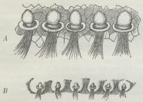 Fig. 2. Spilleapparatet i Fig. 1 forstørret, saaledes<bat de enkelte Knuder ses. A hos ♂, B hos ♀.