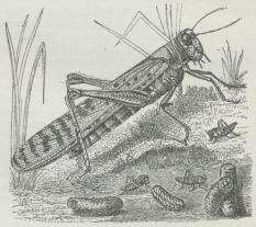 Fig. 4. Vandregræshoppe med Æggekapsler og Yngel<b(noget formindsket).