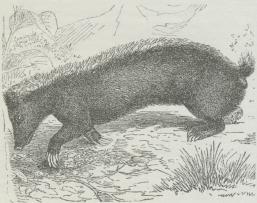 Fig. 2. Stinkgrævling (Mydaus meliceps).