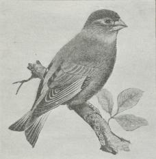 Grønirisk (Ligurinus chloris).