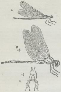 Fig. 1. A en Agrion, B en Æschna. (Mærk for begge<bFigurers Vedkommende Benenes Plads for Vingerne).<bC Æschna set forfra.