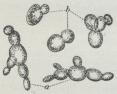 Fig. 1. Ølgærsvamp<b(c. 350 Gange forstørret).<ba Overgær; b Undergær.