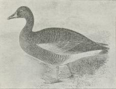 Fig. 1. Graagaas (Anser cinereus).