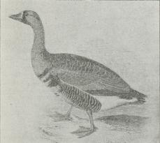 Fig. 2. Blisgaas (Anser albifrons).
