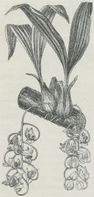 Fig. 1. Gongora galeata.