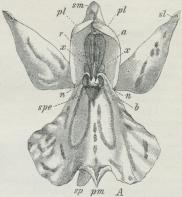 Fig. 2. Blomst af Gøgeurt. sm og sl<bydre Blomsterblade, pl de to indre,<bpm Læben, sp Spore, spe Indgangen<bdertil. (Øvrige Bogstaver som ved<bFig. 3).
