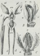 Fig. 3. Diuris elongata.<bA Blomst, set forfra, B<bGriffelstøtte og Støvdragere, sete fra<bSiden, C samme, set bagfra, a<bStøvdragere, x golde<bStøvdragere, n Ar, r Rostellum.<b(Øvrige Bogstaver som ved<bFig. 2).