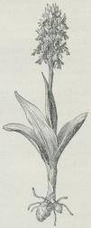 Fig. 4 Orchis<bmilitaris.