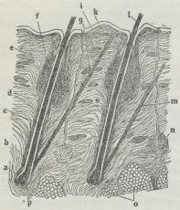 a Papil; b—e Læderhud; c—m Muskel; d Haarskede;<bf Talgkirtel; g—i Bindevæv; k Overhud; l Haar;<bo Fedt; p Haarrod.