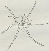 Fig. 2. Stjerneformet, encellet<bDækhaar paa et Stykke af Overhuden<bfra Bladundersiden af Levkøj. (90<bGange forstørret).