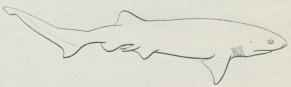 Fig. 1. Graahaj.