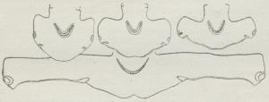 Fig. 7. Hoveder af Hammerhajer, set nedenfra.