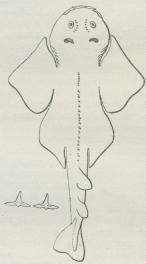 Fig. 9. Havengel; et Par Tænder er<bafbildet særskilt.