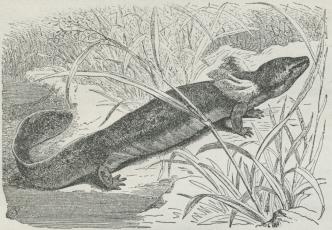 Fig. 1. En Fiskepadde (Necturus).