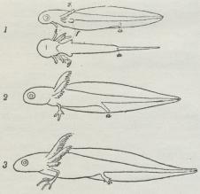 Fig. 2. Larver af den store Vandsalamander.<b1 lige udklækket; 2 12 Dage gl; 3 5 Uger gl. (forst.).<ba Gat, g Gæller; f Forlem; s Klæbeapparat.