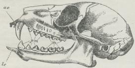 Fig. 1. Kranium af Halvabe (Lemur catta). uc Hjørnetand<bi Overmunden; lc Hjørnetand i Undermunden; pm<bPræmolarer; m Molarer.