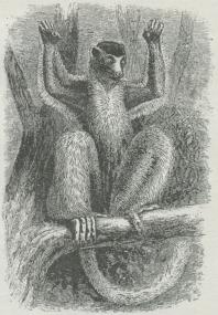 Fig. 2. Propithecus coronatus.