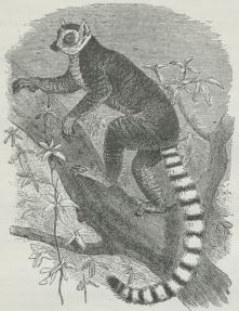 Fig. 3. Lemur catta.