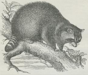 Fig. 1. Vadskebjørn (Procyon lotor).