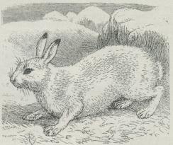 Alpehare (Lepus variabilis).