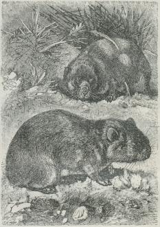 Pibehare (Lagomys).