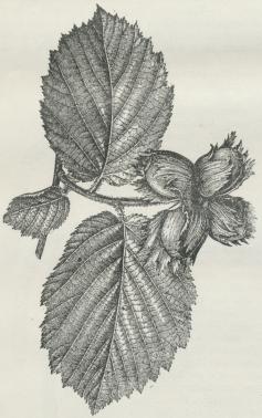 Fig. 2. Frugtbærende Gren af Alm. Hassel.