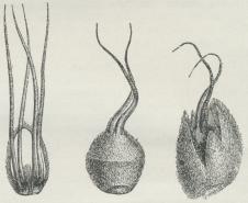 Fig. 4. Til venstre Dækskæl af Hunrakle med 2<bBlomster; til højre 2 Hunblomster, den ene med<bomvoksende Hase.