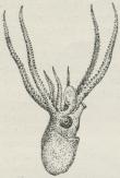 Fig. 1. Ocythoë<btuberculata, Han med den<bhektokotyliserede Arm<bindesluttet i Sækken.