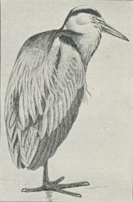 Fig 1. Hejre (Ardea cinerea).