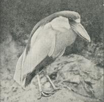 Fig. 5. Baadnæb (Cancroma cochlearia).