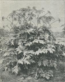 Heracleum giganteum.