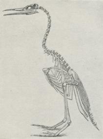 Rekonstruktion af Skelet af Hesperornis.