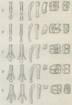 Hestens amerikanske Stamfædre (efter Marsh).<bA Hest; B Pliohippus (Hippidium); C Anchitherium;<bD Mesohippus; E Orohippus (Hyracotherium).<b1. Kolonne: Forfødder; 2.: Bagfødder; 3.: Underarme;<b4.: Skinneben; 5., 6. og 7.: Kindtænder sete fra Siden<bog fra oven.