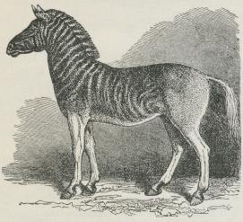 Quagga.